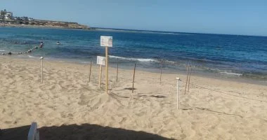 إنقاذ صغار سلاحف بحرية ضلت طريقها بسبب الإضاءة الشاطئية جنوب البحر الأحمر