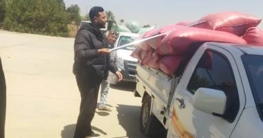 استلام 309 ألف طن  قمح محلى بصوامع وشون بني سويف