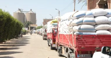 استلام 346 ألف طن من القمح داخل صوامع وشون بنى سويف