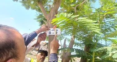 الإسماعيلية تواصل حصر وتكويد الأشجار بالشوارع ضمن مبادرة 100 مليون شجرة