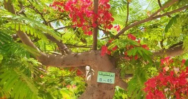 الإسماعيلية تواصل حصر وتكويد الأشجار ضمن مبادرة “100 مليون شجرة”