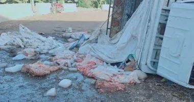 انقلاب سيارة نقل فى سوهاج يكشف لحوما مجهولة المصدر داخل الثلج