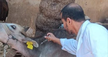 تحصين 244 ألفا و840 ألف رأس ماشية ضد الحمى القلاعية بكفر الشيخ