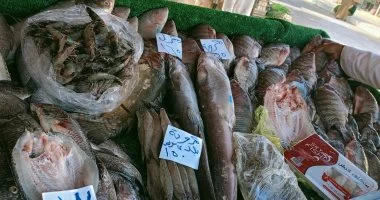 تعرف على أسعار السمك اليوم الجمعة 5 يونيو 2026 بالإسكندرية