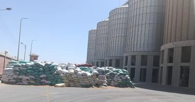 تموين أسيوط: أرقام توريد القمح مبشرة واستلمنا 237 ألفا و344 طنا