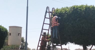 تهذيب أكثر من 2000 شجرة بمداخل الإسماعيلية