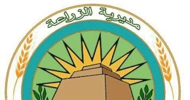 توريد 447 ألف طن من محصول البنجر السكر ببنى سويف إلى المصانع