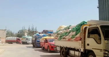 توريد 649 ألف و307 طن من محصول الذهب الأصفر فى الشرقية