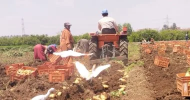 ثمرة الرزق المدفونة.. فرحة فى حصاد محصول البطاطس بمزارع القليوبية