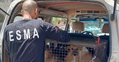 جهود مكثفة لمواجهة ظاهرة الكلاب الضالة داخل المدن الجديدة