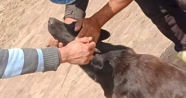 حملة ميدانية لتحصين 103 كلبا ضد مرض السعار بـ7 مراكز بكفر الشيخ
