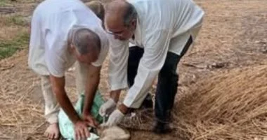 حملة ميدانية لتحصين 47 كلبا ضد مرض السعار بـ5 مراكز بكفر الشيخ وحملات توعية