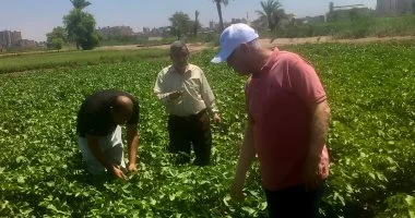 “زراعة أسيوط”: الذرة الشامية أهم المحاصيل والريحان مستقبل النباتات العطرية