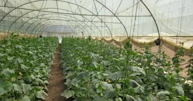 مشروع الصوب الزراعية بأسوان.. دخلت مرحلة الإنتاج الاقتصادي وتشغل عدد كبير من الشباب