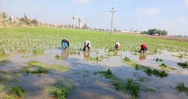 من نسمات الفجر.. الأيادى الناعمة ترسم لوحة العطاء فى حقول الشرقية وتبدأ موسم زراعة الأرز